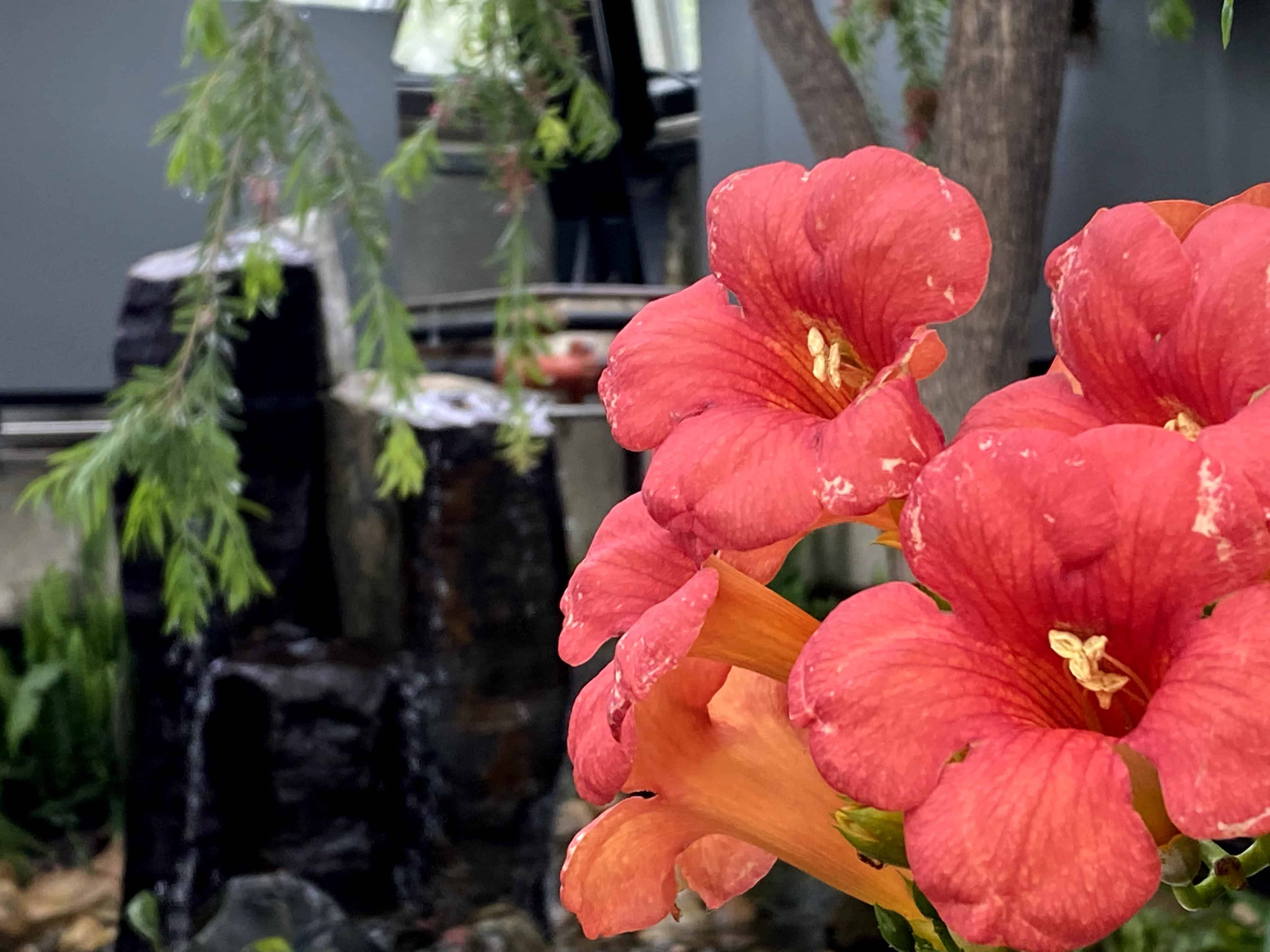 Gorgeous flowers through the Muttart make it a lovely environment even in the winter months.
