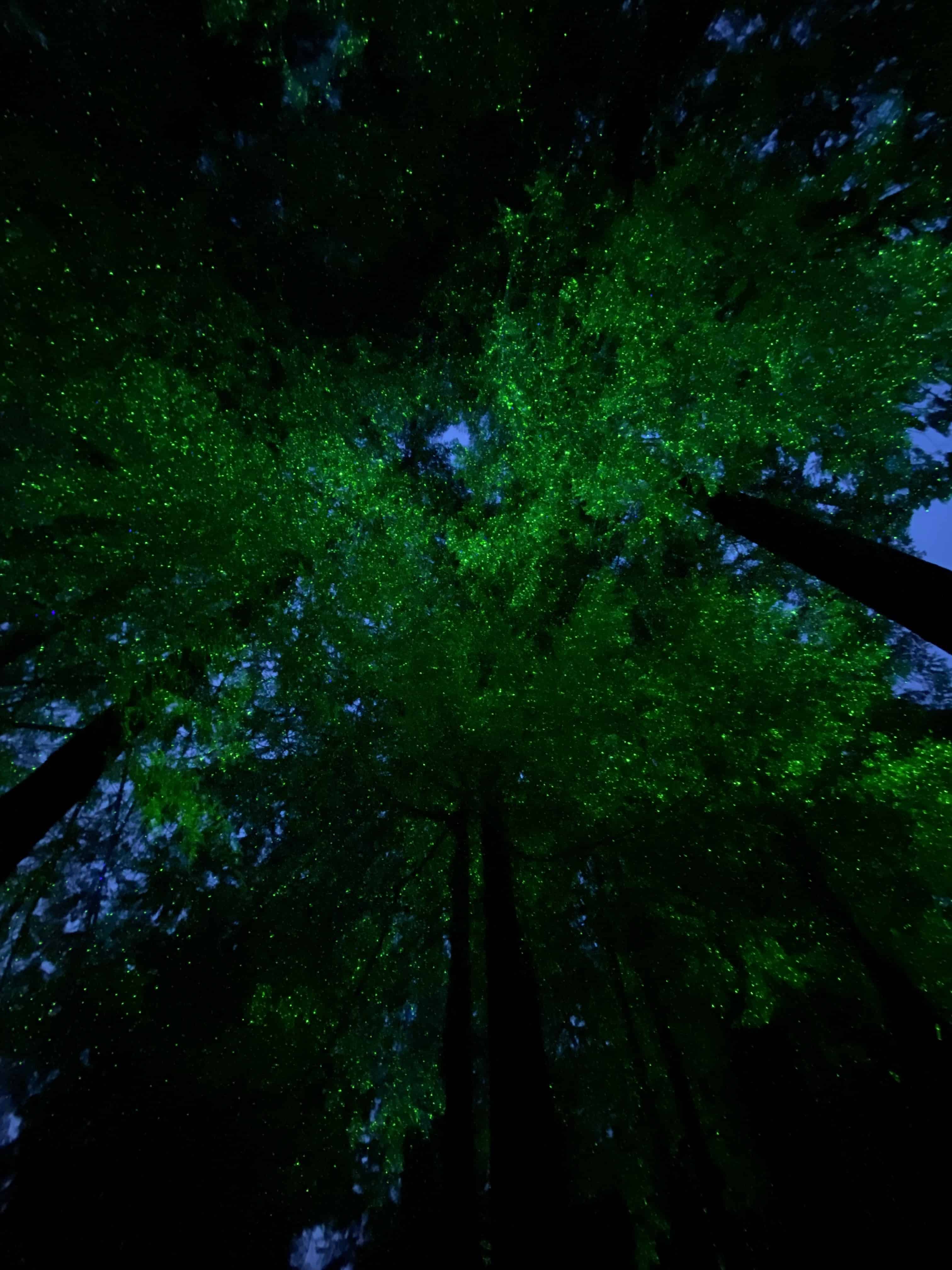 Lights, not leaves are a splendid green umbrella just as you're walking towards the sunken garden.