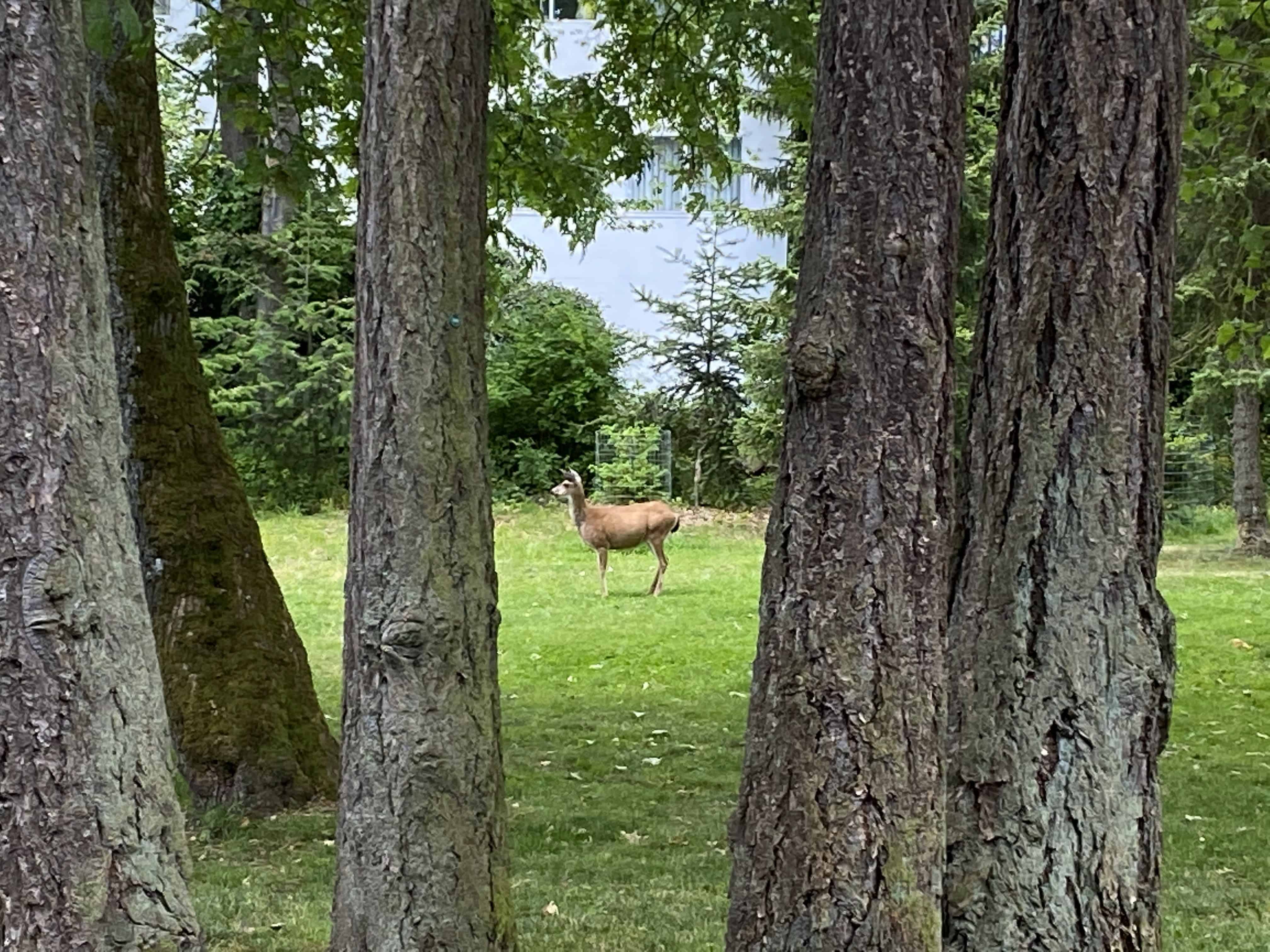 Fortunate to see a a deer in this Esquimalt BC park while visiting