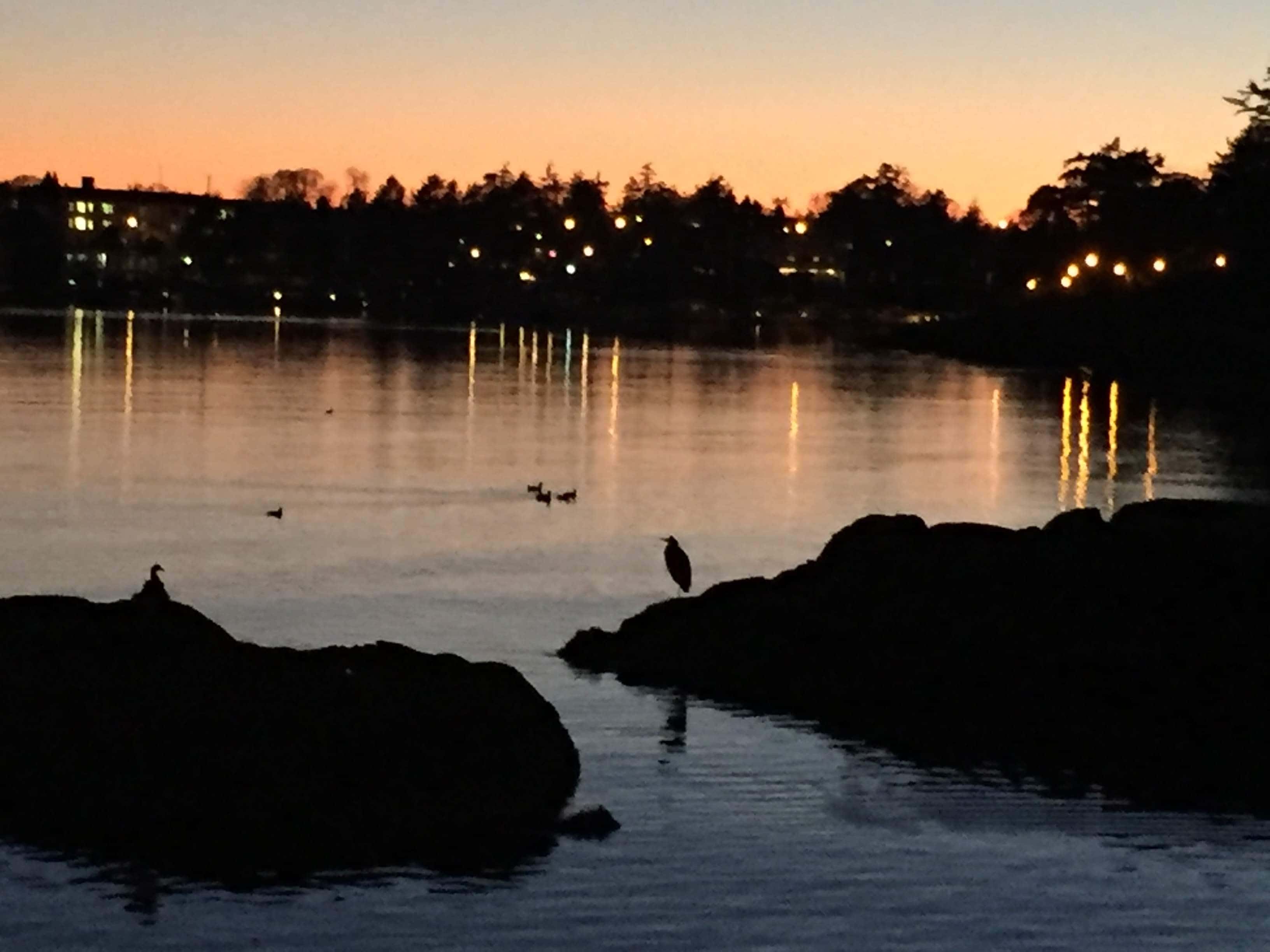 Heron on a rock at sunset
