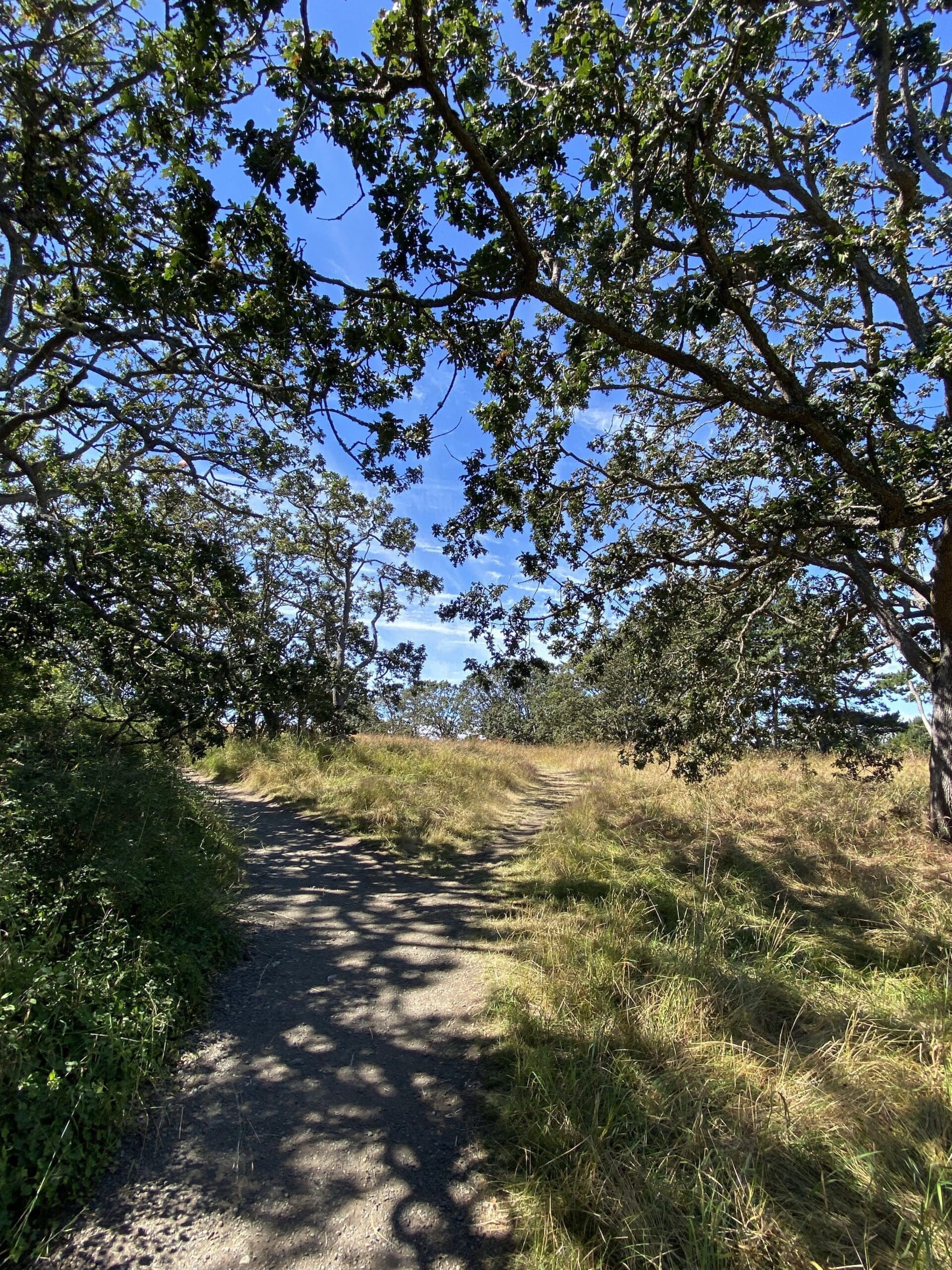 Garry Oak Meadow walking back from Beacon Hill.