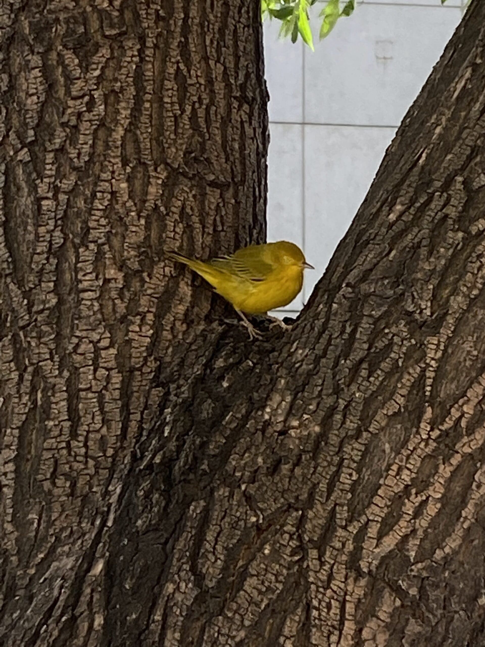 Helped another person move this tiny bird safely to the tree after it seemed helpless and unable to move on a busy sidewalk.