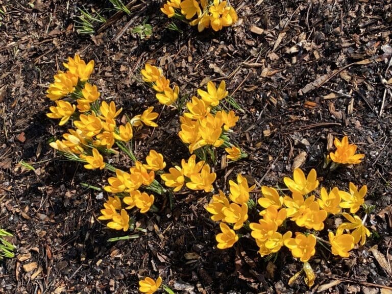Spring in Victoria BC