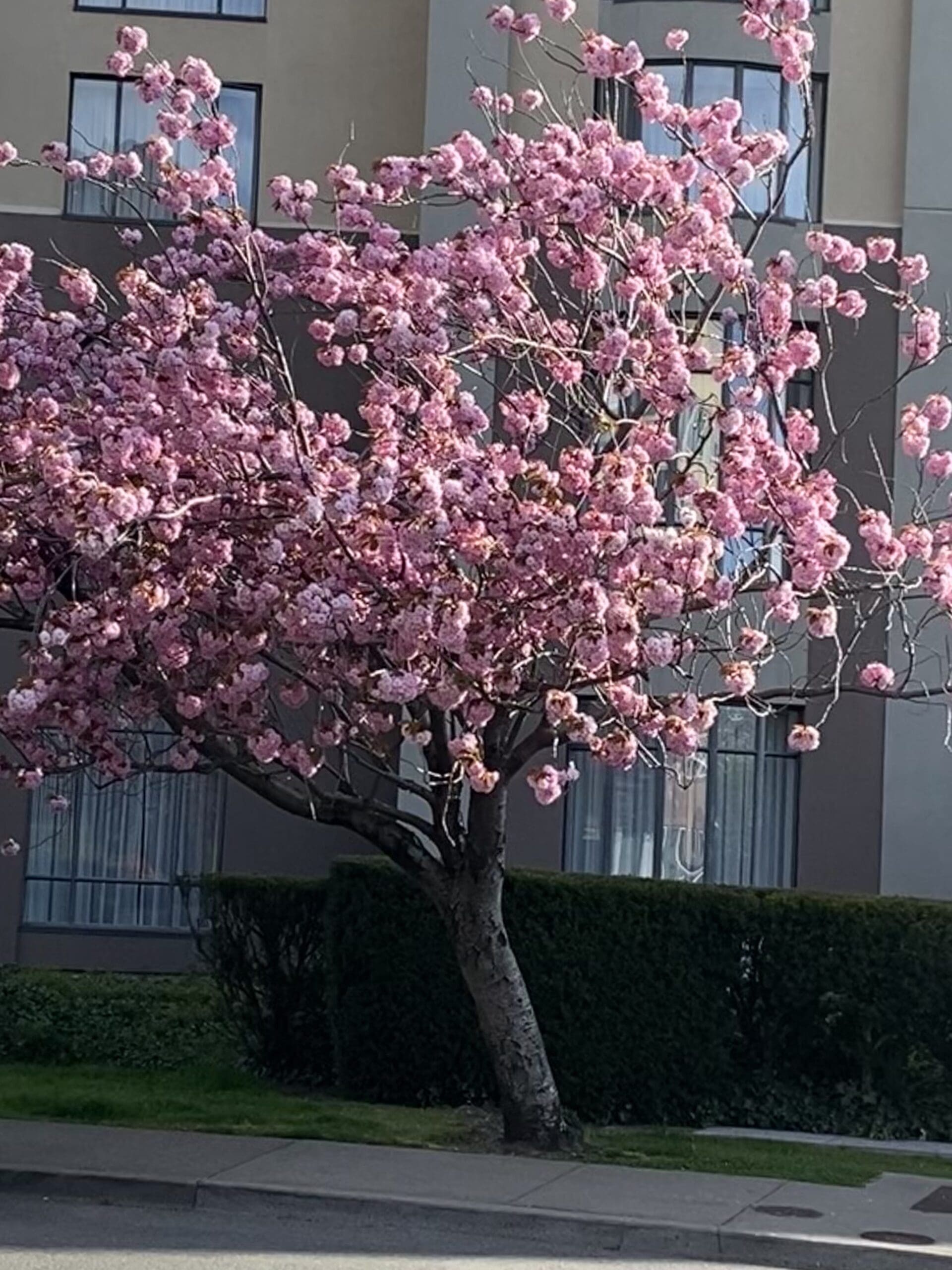 Blossoms in Victoria BC Canada in the spring time.