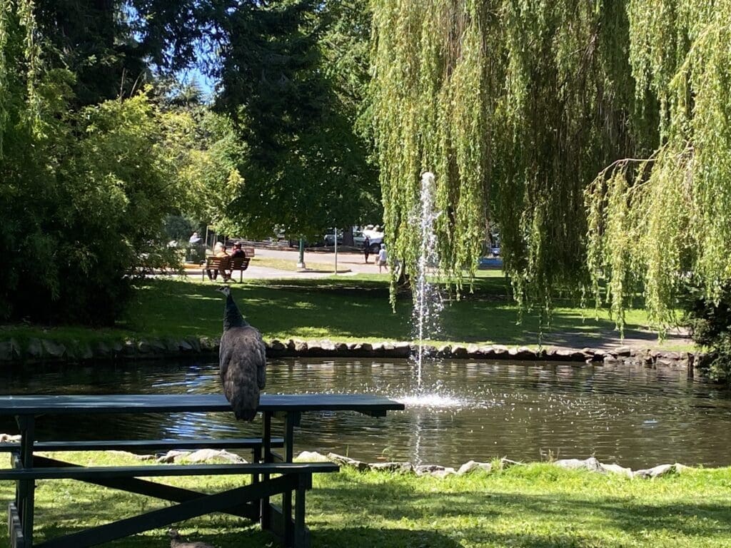 Sitting and relaxing in Beacon Hill Park.