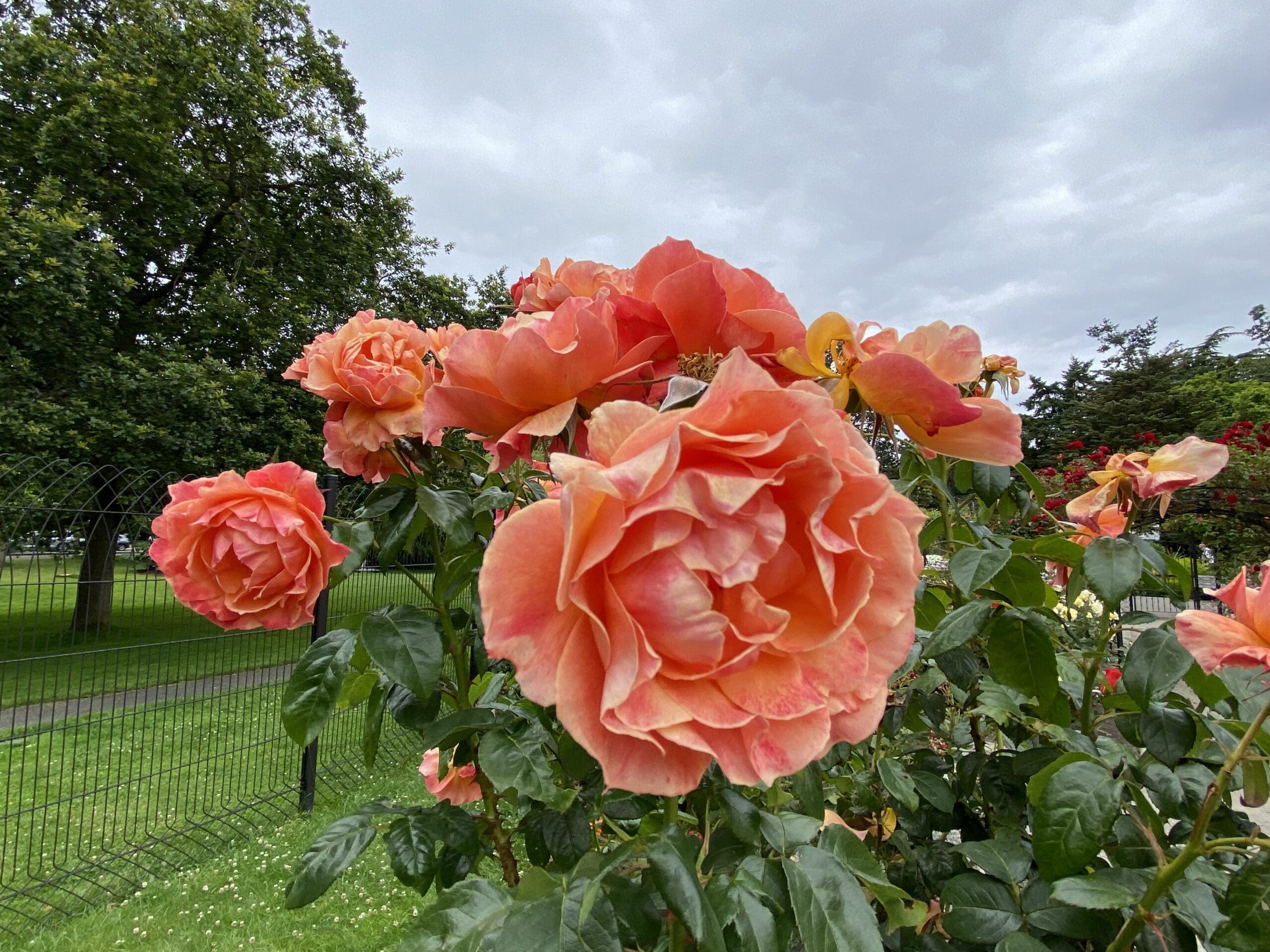 Summer in Victoria at Beacon Hill Park