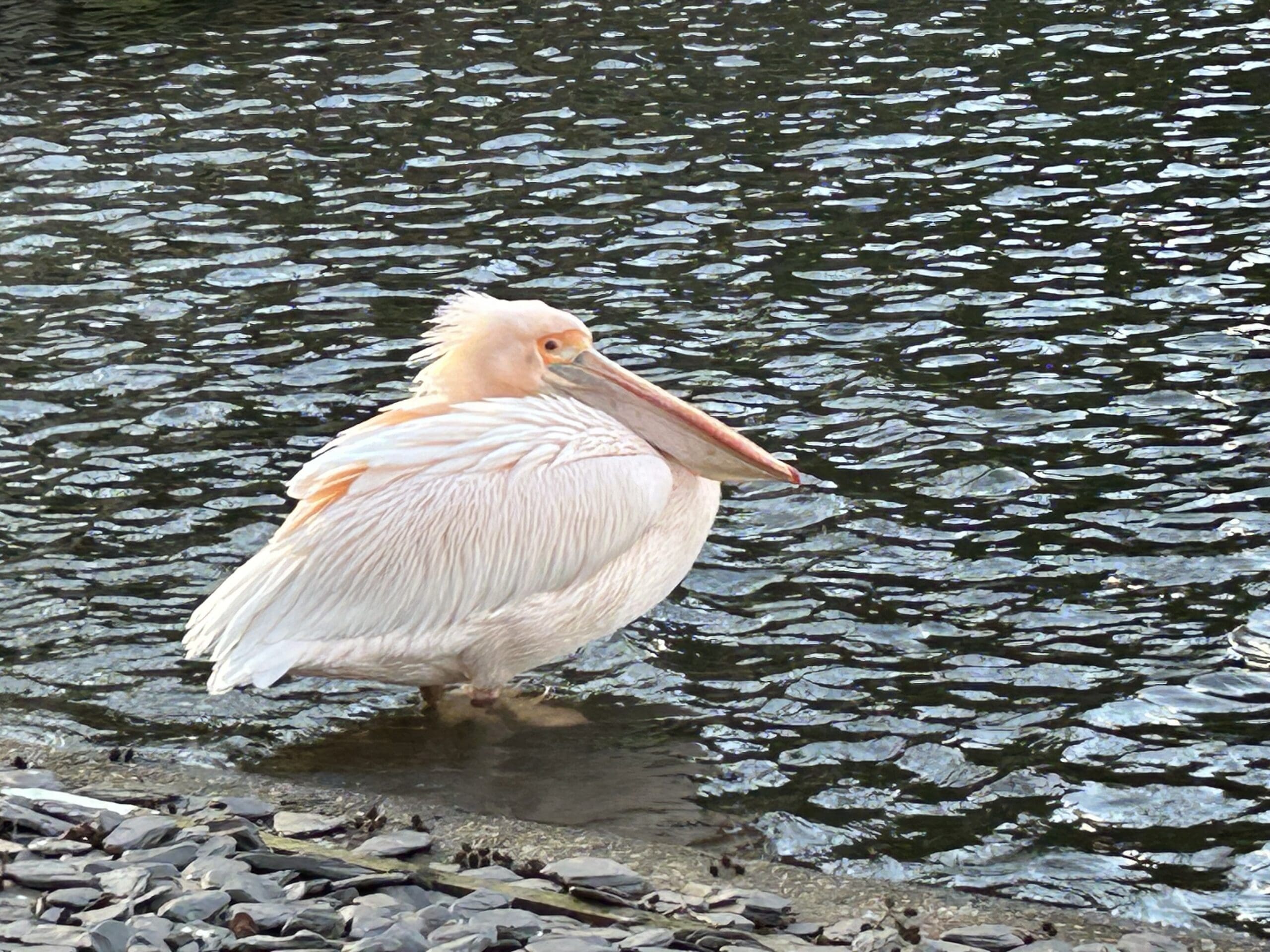 St. James Park on a cool fall day, watching the pelican in the water.